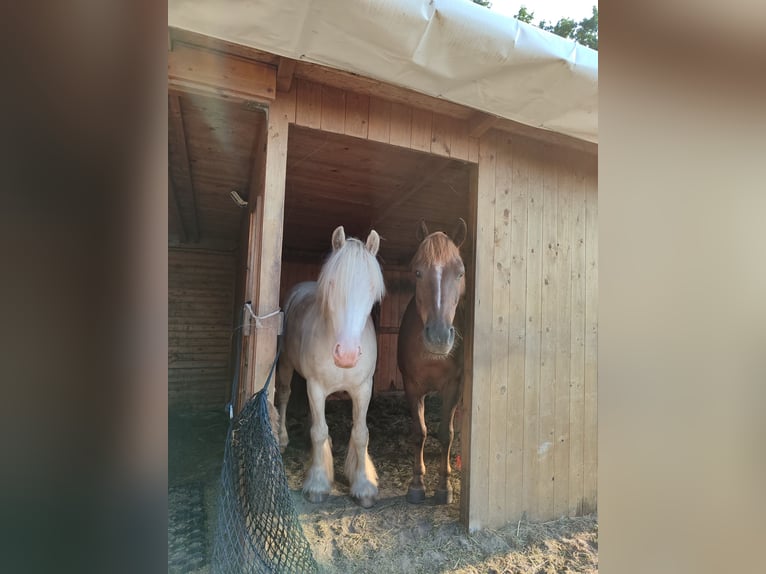 Cob Irlandese / Tinker / Gypsy Vanner Castrone 7 Anni 138 cm Cremello in Hämelhausen