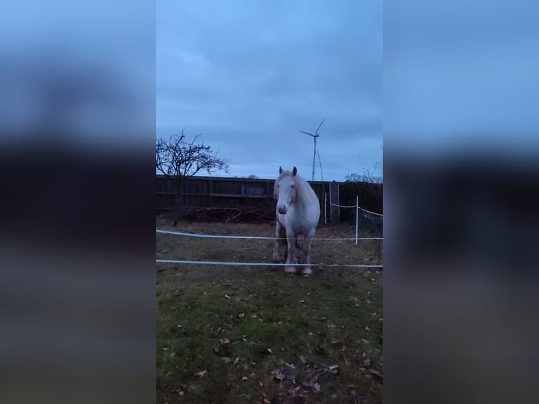 Cob Irlandese / Tinker / Gypsy Vanner Castrone 7 Anni 138 cm Cremello in Hämelhausen