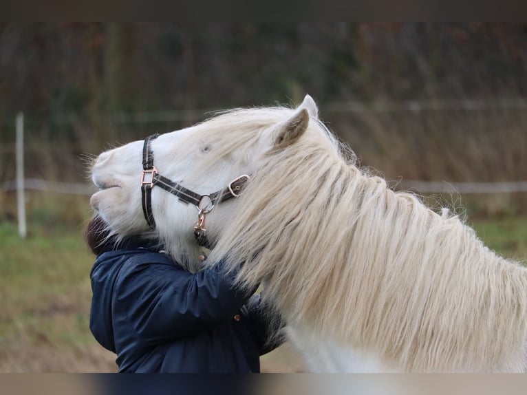 Cob Irlandese / Tinker / Gypsy Vanner Castrone 7 Anni 139 cm Cremello in Hämelhausen