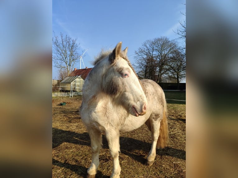 Cob Irlandese / Tinker / Gypsy Vanner Castrone 7 Anni 139 cm Cremello in Hämelhausen