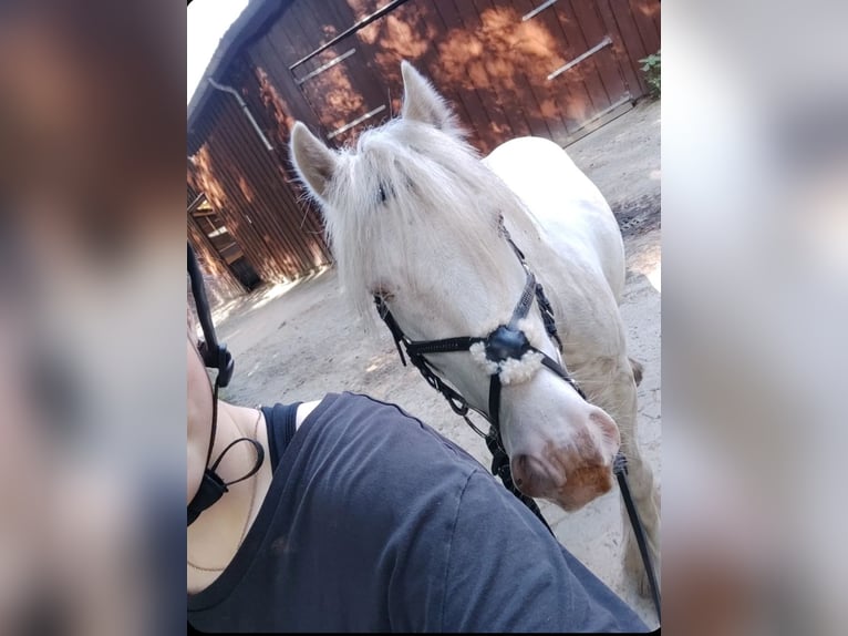 Cob Irlandese / Tinker / Gypsy Vanner Castrone 7 Anni 139 cm Cremello in Hämelhausen