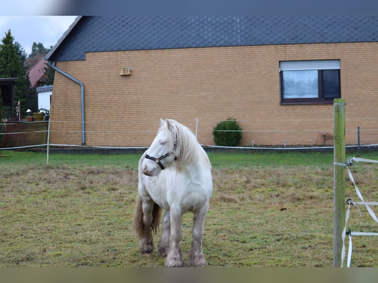 Cob Irlandese / Tinker / Gypsy Vanner Castrone 7 Anni 139 cm Cremello in Hämelhausen