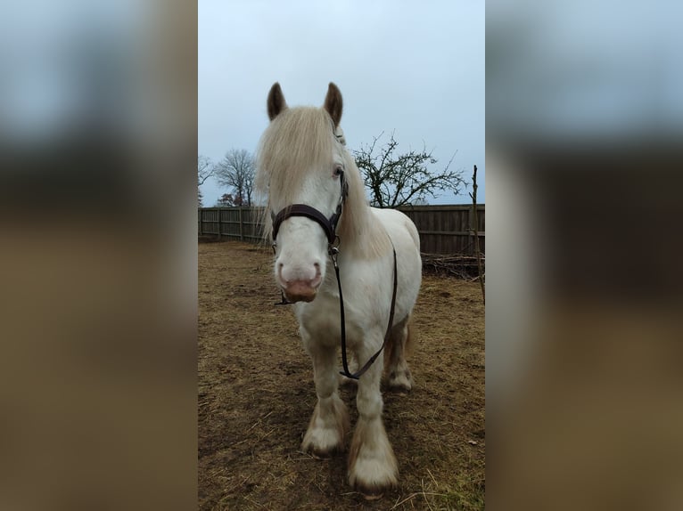 Cob Irlandese / Tinker / Gypsy Vanner Castrone 7 Anni 139 cm Cremello in Hämelhausen