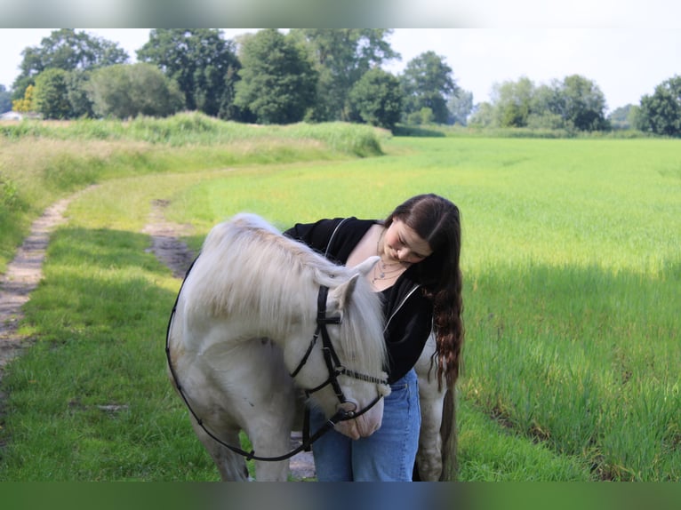 Cob Irlandese / Tinker / Gypsy Vanner Castrone 7 Anni 139 cm Cremello in Hämelhausen