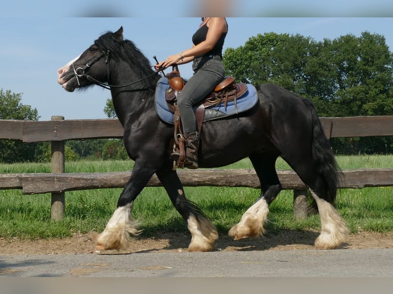 Cob Irlandese / Tinker / Gypsy Vanner Castrone 7 Anni 139 cm Morello in Lathen