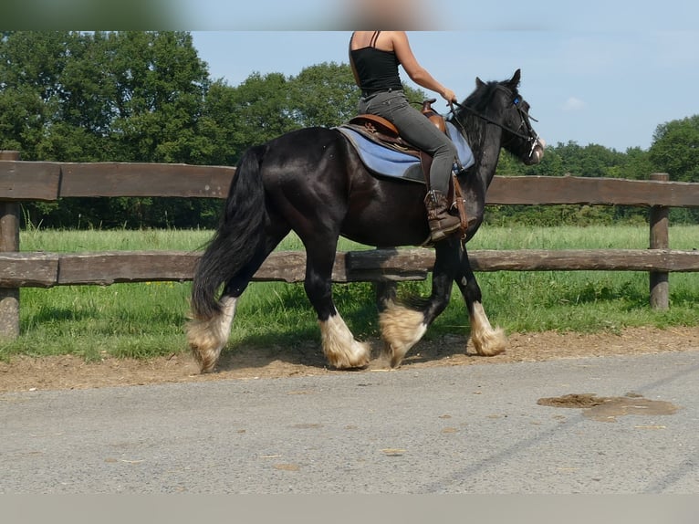 Cob Irlandese / Tinker / Gypsy Vanner Castrone 7 Anni 139 cm Morello in Lathen