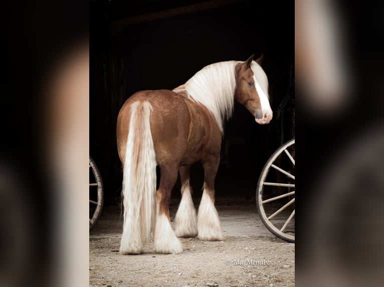 Cob Irlandese / Tinker / Gypsy Vanner Castrone 7 Anni 140 cm in Cody, WY