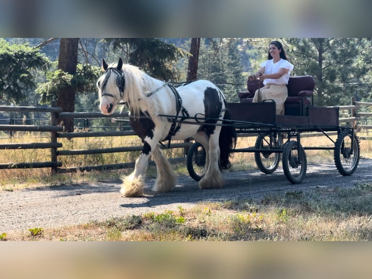 Cob Irlandese / Tinker / Gypsy Vanner Castrone 7 Anni 140 cm Tobiano-tutti i colori in Kamloops, BC