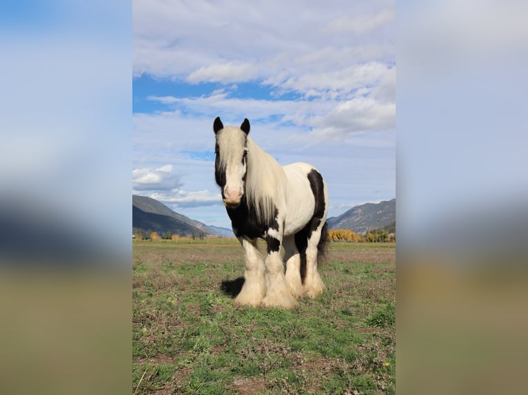 Cob Irlandese / Tinker / Gypsy Vanner Castrone 7 Anni 140 cm Tobiano-tutti i colori in Kamloops, BC