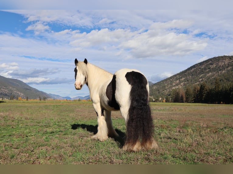 Cob Irlandese / Tinker / Gypsy Vanner Castrone 7 Anni 140 cm Tobiano-tutti i colori in Kamloops, BC