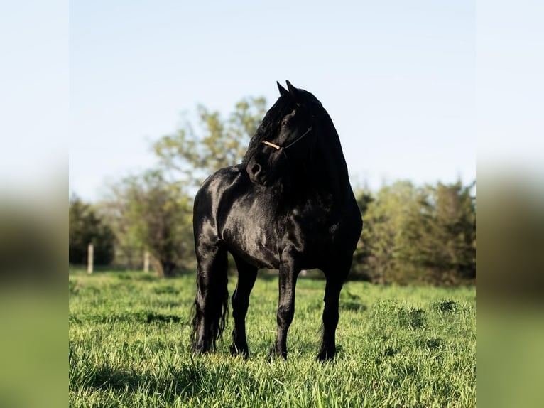 Cob Irlandese / Tinker / Gypsy Vanner Mix Castrone 7 Anni 142 cm Morello in Nevis, MN