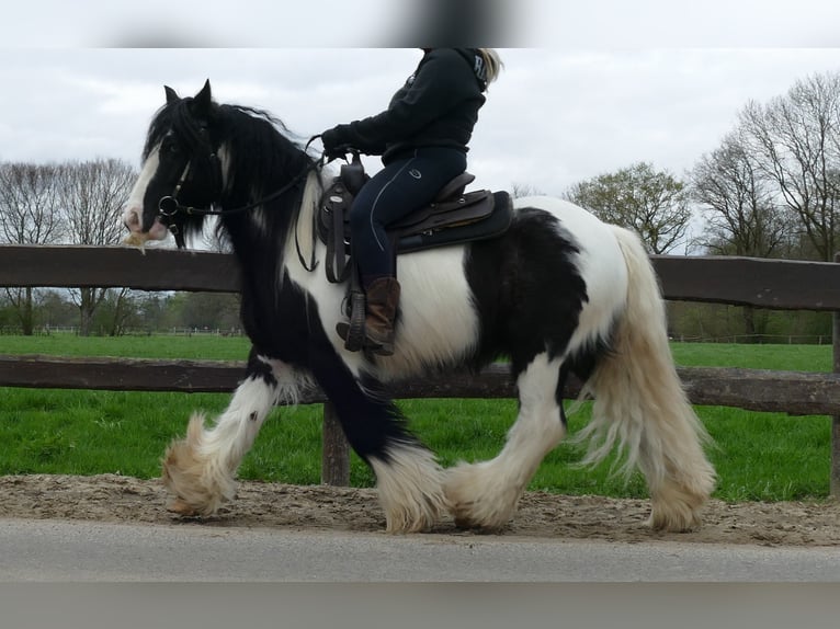 Cob Irlandese / Tinker / Gypsy Vanner Castrone 7 Anni 142 cm Pezzato in Lathen