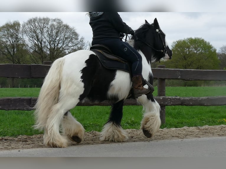 Cob Irlandese / Tinker / Gypsy Vanner Castrone 7 Anni 142 cm Pezzato in Lathen