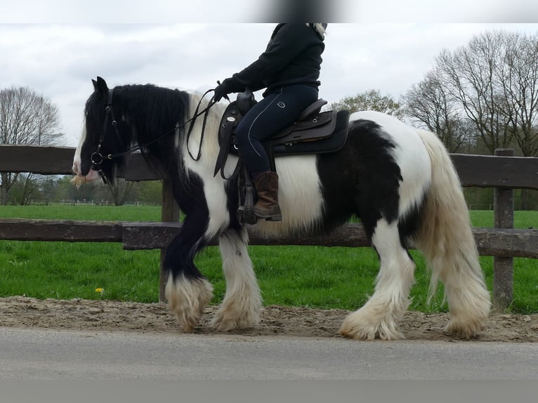 Cob Irlandese / Tinker / Gypsy Vanner Castrone 7 Anni 142 cm Pezzato in Lathen