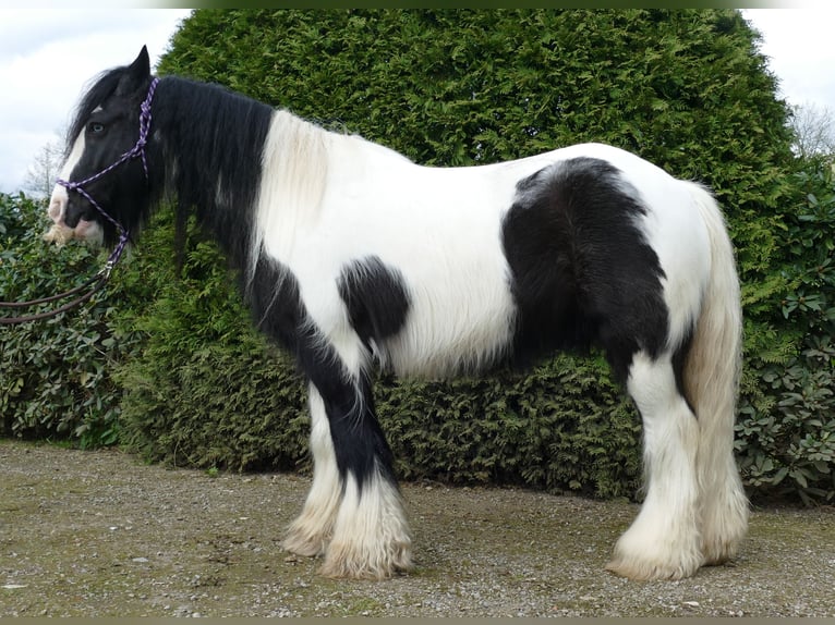 Cob Irlandese / Tinker / Gypsy Vanner Castrone 7 Anni 142 cm Pezzato in Lathen