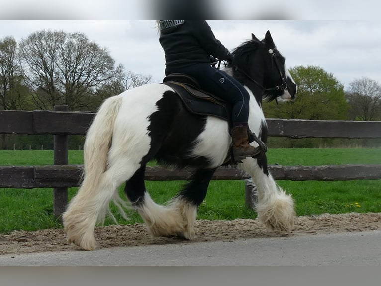 Cob Irlandese / Tinker / Gypsy Vanner Castrone 7 Anni 142 cm Pezzato in Lathen