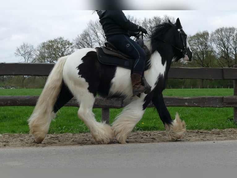 Cob Irlandese / Tinker / Gypsy Vanner Castrone 7 Anni 142 cm Pezzato in Lathen