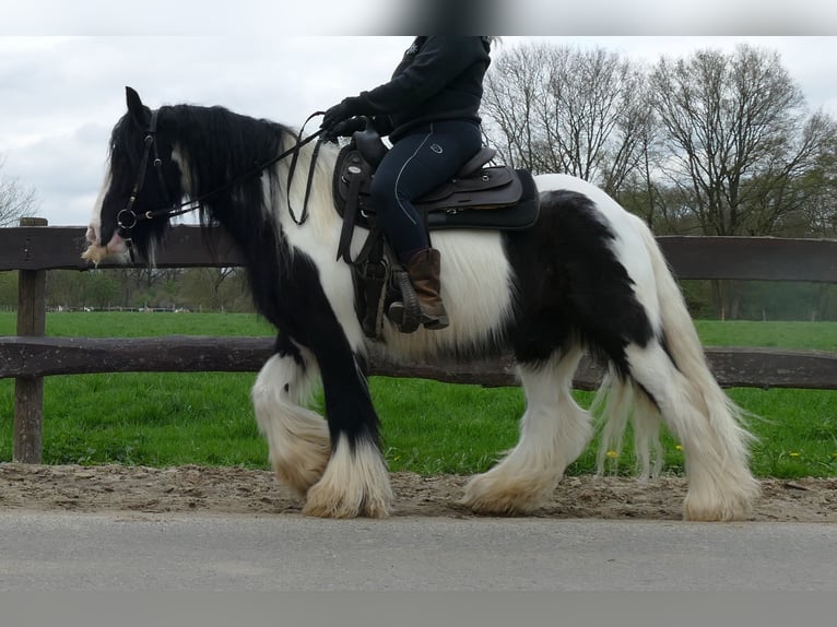 Cob Irlandese / Tinker / Gypsy Vanner Castrone 7 Anni 142 cm Pezzato in Lathen