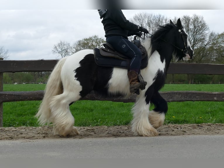 Cob Irlandese / Tinker / Gypsy Vanner Castrone 7 Anni 142 cm Pezzato in Lathen