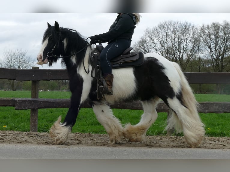 Cob Irlandese / Tinker / Gypsy Vanner Castrone 7 Anni 142 cm Pezzato in Lathen