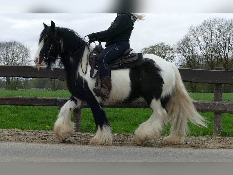 Cob Irlandese / Tinker / Gypsy Vanner Castrone 7 Anni 142 cm Pezzato in Lathen