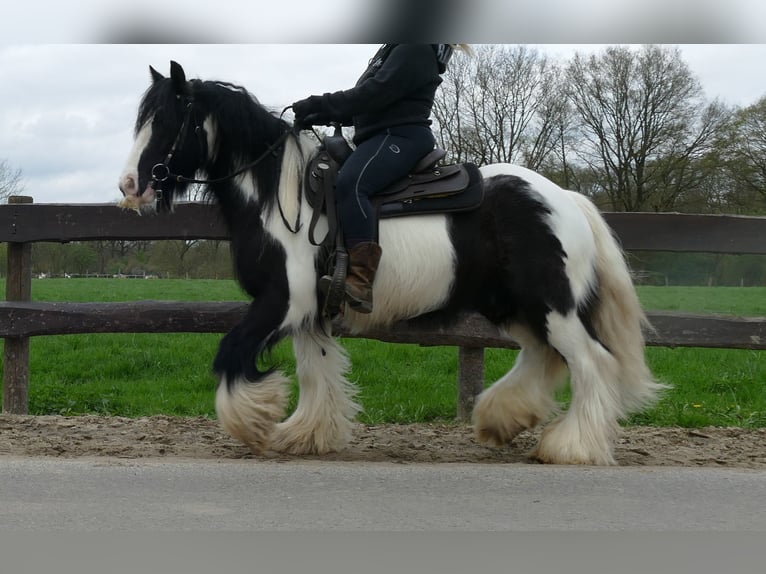 Cob Irlandese / Tinker / Gypsy Vanner Castrone 7 Anni 142 cm Pezzato in Lathen