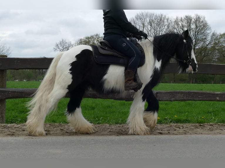 Cob Irlandese / Tinker / Gypsy Vanner Castrone 7 Anni 142 cm Pezzato in Lathen