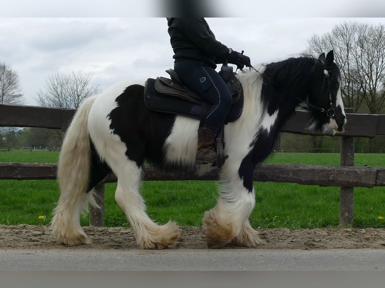 Cob Irlandese / Tinker / Gypsy Vanner Castrone 7 Anni 142 cm Pezzato in Lathen