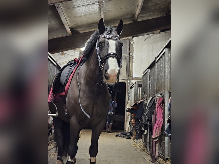 Cob Irlandese / Tinker / Gypsy Vanner Castrone 7 Anni 144 cm Baio scuro in Katwijk