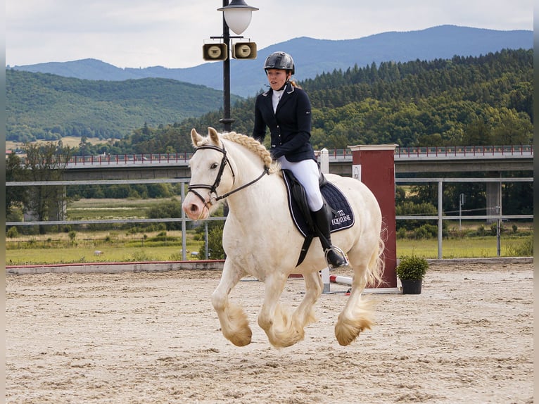 Cob Irlandese / Tinker / Gypsy Vanner Castrone 7 Anni 145 cm in Levice