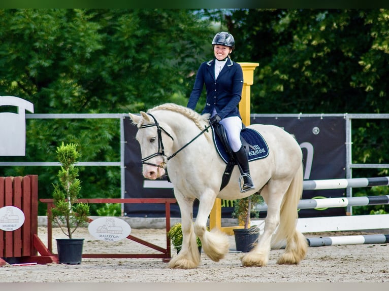 Cob Irlandese / Tinker / Gypsy Vanner Castrone 7 Anni 145 cm in Levice