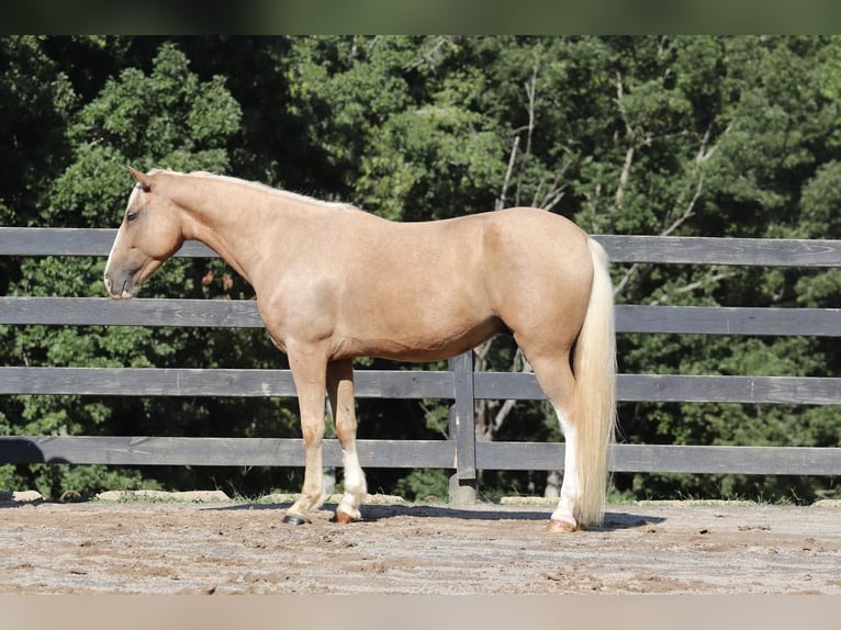 Cob Irlandese / Tinker / Gypsy Vanner Mix Castrone 7 Anni 145 cm Palomino in Clover, SC