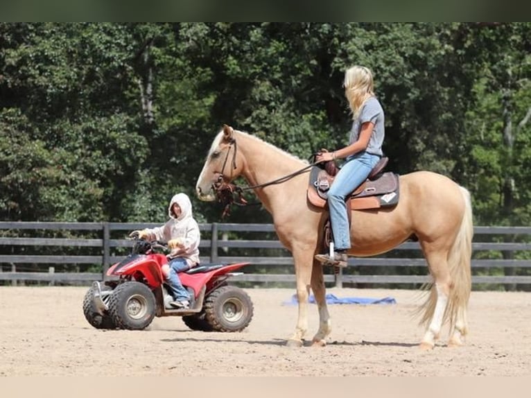 Cob Irlandese / Tinker / Gypsy Vanner Mix Castrone 7 Anni 145 cm Palomino in Clover, SC