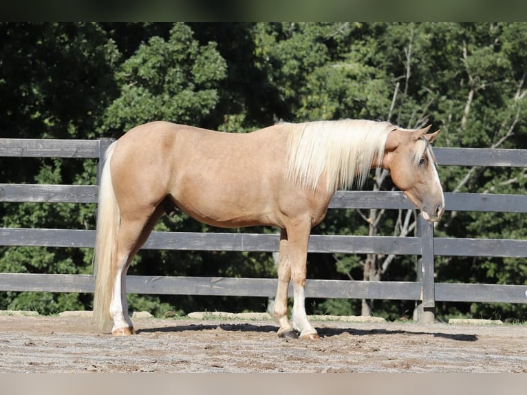 Cob Irlandese / Tinker / Gypsy Vanner Mix Castrone 7 Anni 145 cm Palomino in Clover, SC