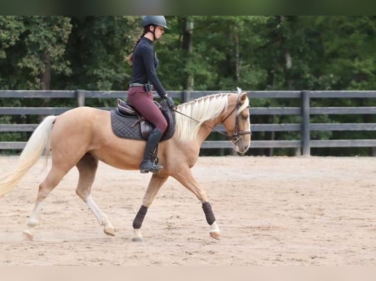 Cob Irlandese / Tinker / Gypsy Vanner Mix Castrone 7 Anni 145 cm Palomino in Clover, SC