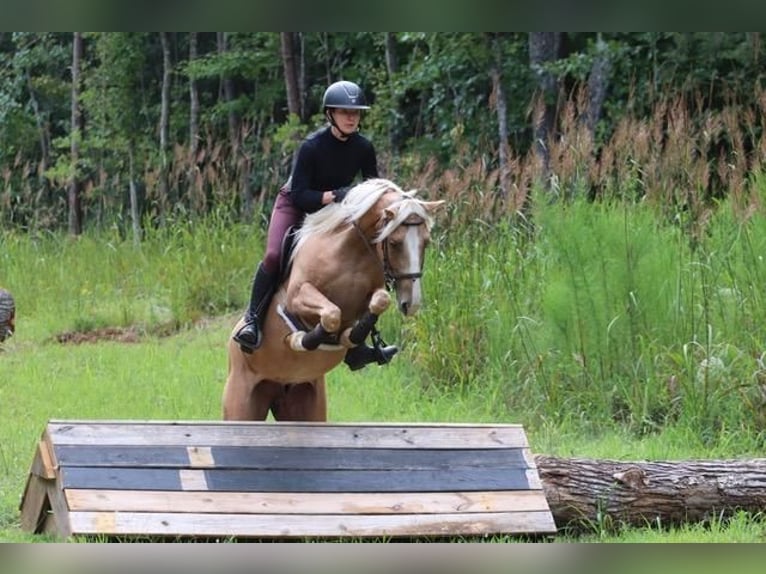 Cob Irlandese / Tinker / Gypsy Vanner Mix Castrone 7 Anni 145 cm Palomino in Clover, SC