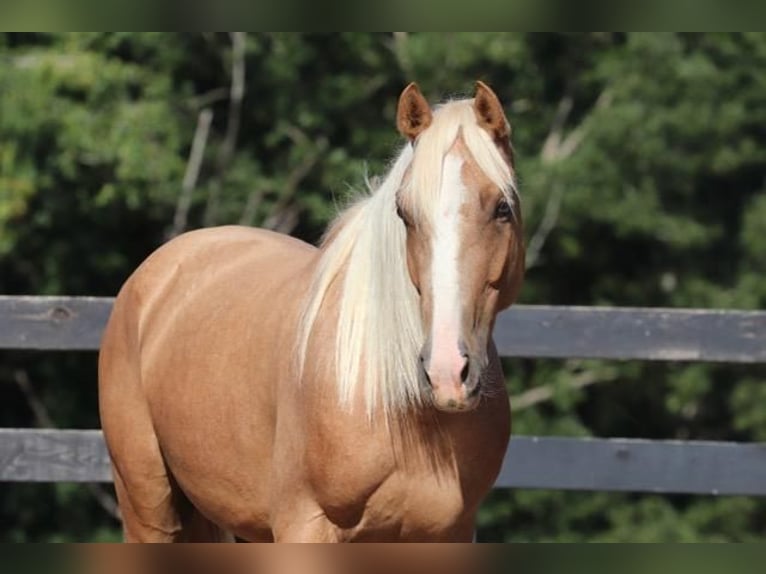 Cob Irlandese / Tinker / Gypsy Vanner Mix Castrone 7 Anni 145 cm Palomino in Clover, SC