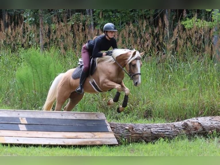 Cob Irlandese / Tinker / Gypsy Vanner Mix Castrone 7 Anni 145 cm Palomino in Clover, SC