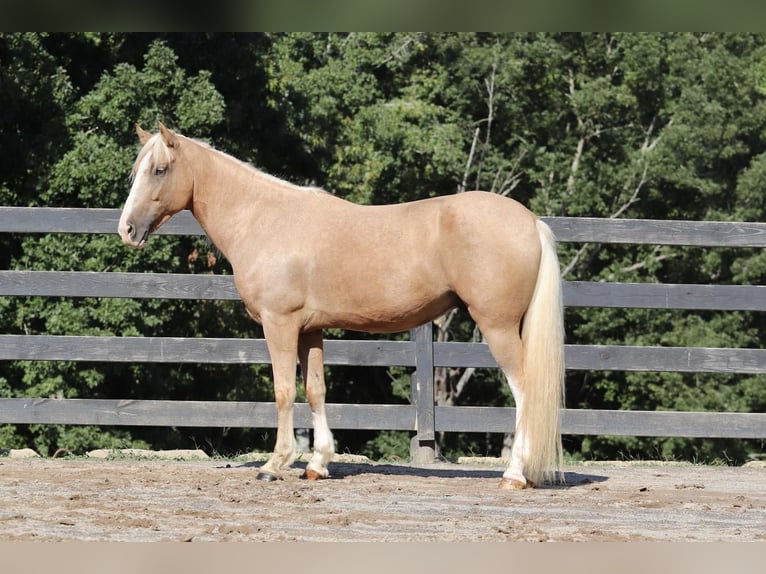 Cob Irlandese / Tinker / Gypsy Vanner Mix Castrone 7 Anni 145 cm Palomino in Clover, SC