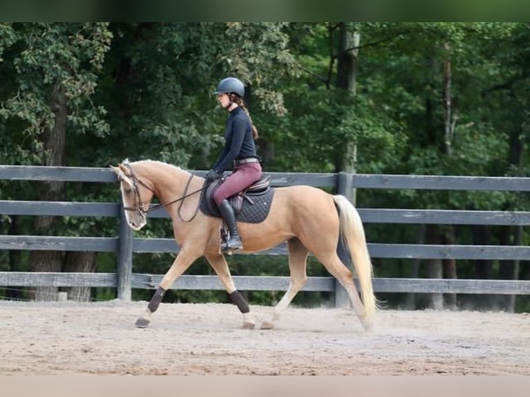 Cob Irlandese / Tinker / Gypsy Vanner Mix Castrone 7 Anni 145 cm Palomino in Clover, SC