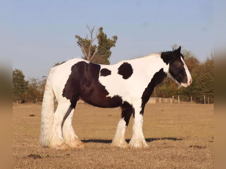 Cob Irlandese / Tinker / Gypsy Vanner Castrone 7 Anni 145 cm Pezzato in Grand Saline