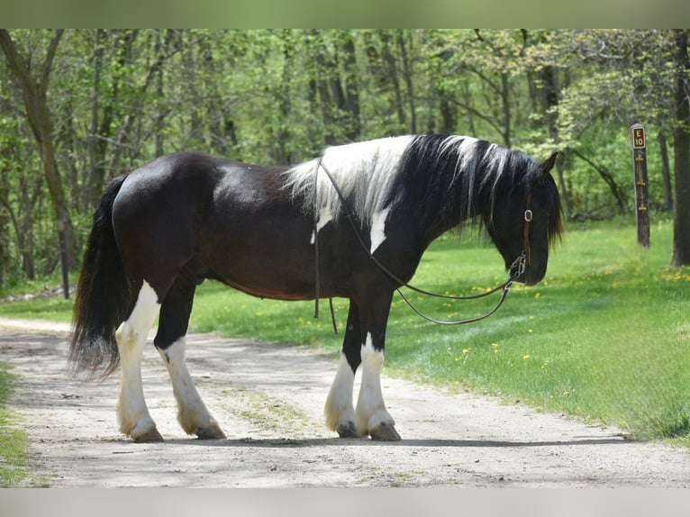 Cob Irlandese / Tinker / Gypsy Vanner Castrone 7 Anni 145 cm Tobiano-tutti i colori in Libson IA