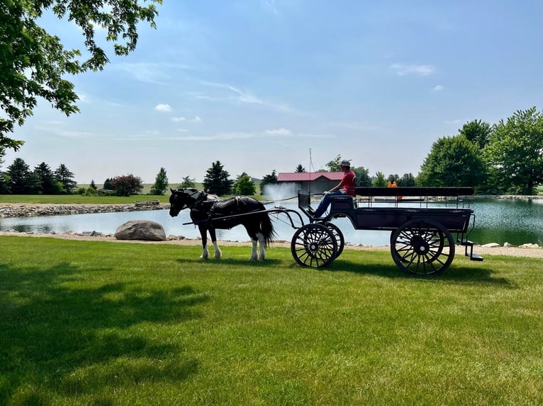 Cob Irlandese / Tinker / Gypsy Vanner Castrone 7 Anni 145 cm Tobiano-tutti i colori in Libson IA