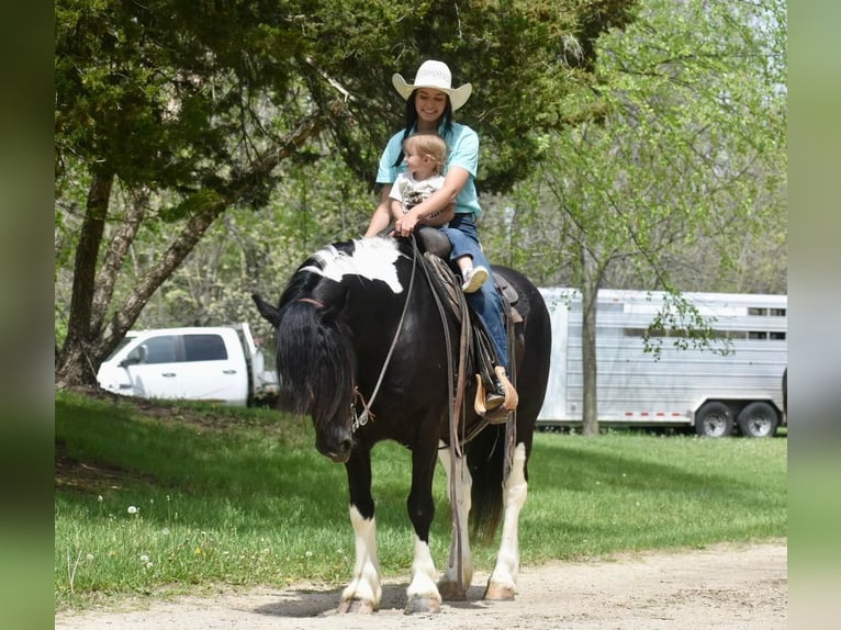 Cob Irlandese / Tinker / Gypsy Vanner Castrone 7 Anni 145 cm Tobiano-tutti i colori in Libson IA