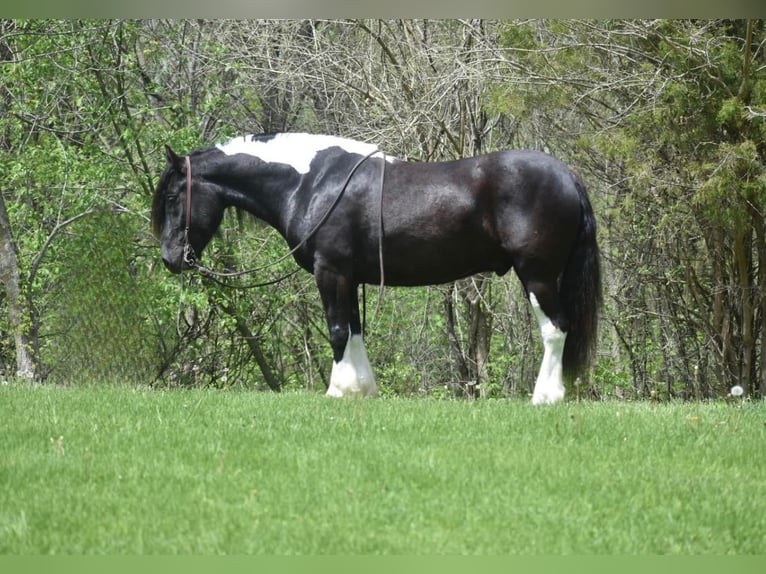 Cob Irlandese / Tinker / Gypsy Vanner Castrone 7 Anni 145 cm Tobiano-tutti i colori in Libson IA