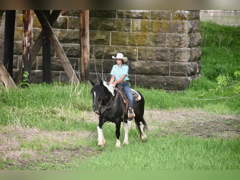 Cob Irlandese / Tinker / Gypsy Vanner Castrone 7 Anni 145 cm Tobiano-tutti i colori in Libson IA