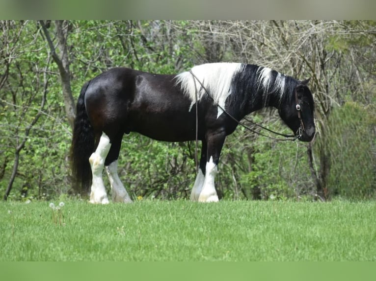 Cob Irlandese / Tinker / Gypsy Vanner Castrone 7 Anni 145 cm Tobiano-tutti i colori in Libson IA