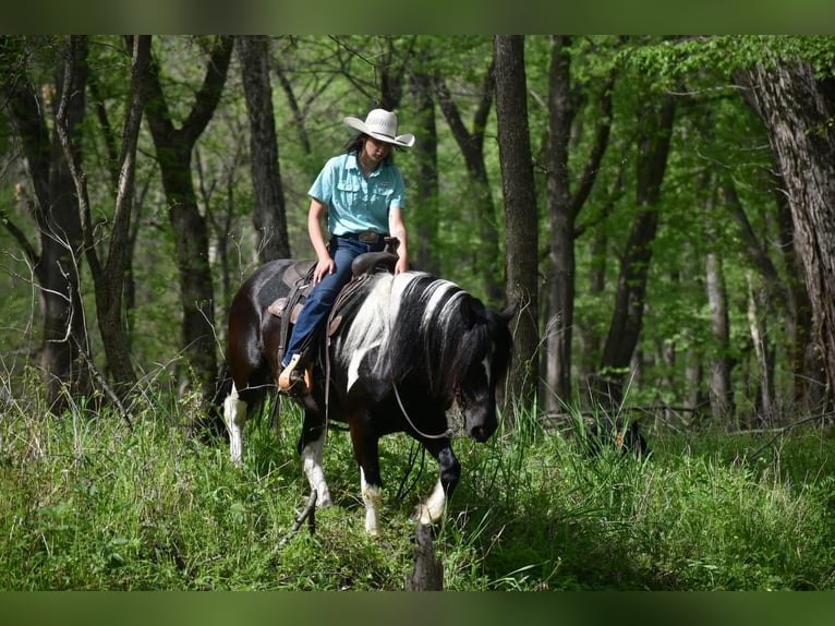 Cob Irlandese / Tinker / Gypsy Vanner Castrone 7 Anni 145 cm Tobiano-tutti i colori in Libson IA