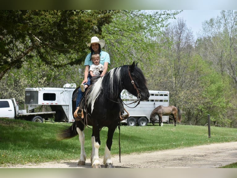 Cob Irlandese / Tinker / Gypsy Vanner Castrone 7 Anni 145 cm Tobiano-tutti i colori in Libson IA