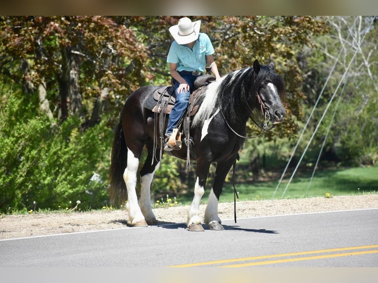 Cob Irlandese / Tinker / Gypsy Vanner Castrone 7 Anni 145 cm Tobiano-tutti i colori in Libson IA